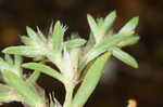 Silver nailwort